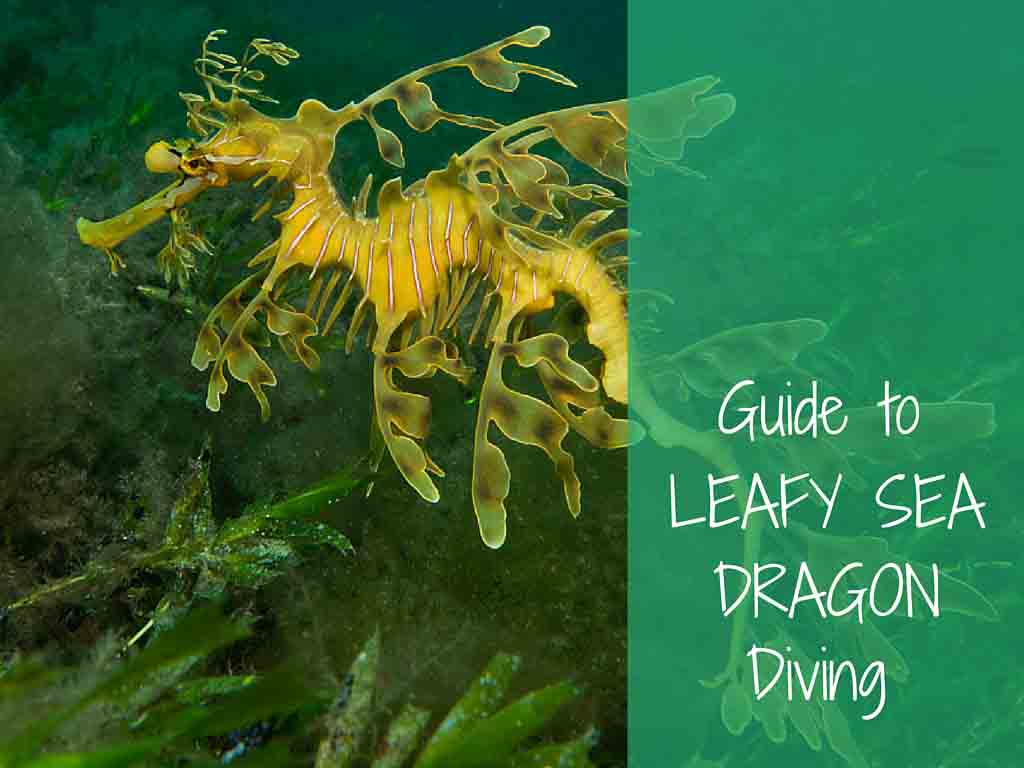 Guide to Leafy Sea Dragon diving More Fun Diving