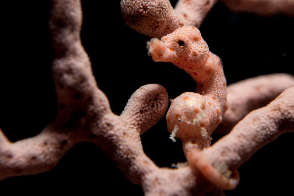 denise pygmy seahorse