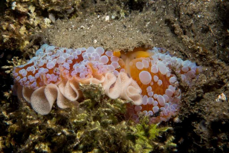 Dive Into The Ocean with me: Spanish dancer and Naked gills