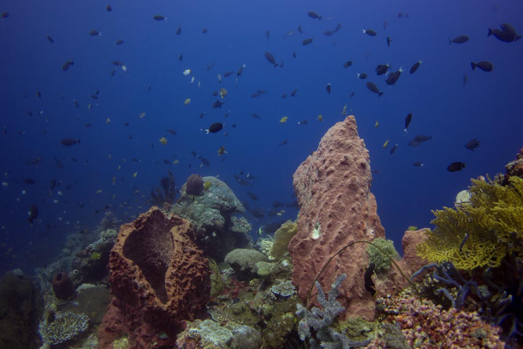 wakatobi diving
