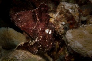 leaf scorpionfish wakatobi