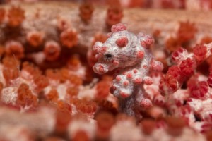 pygmy seahorse wakatobi