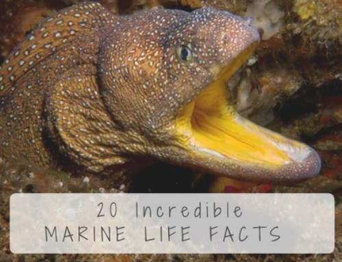 20 Incredible Marine Life Facts