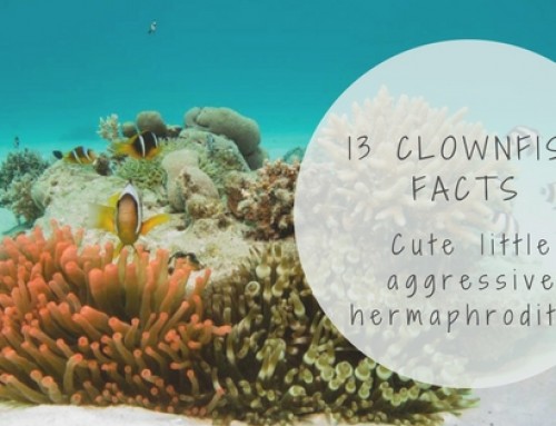 Cute little aggressive hermaphrodites – Clownfish Facts