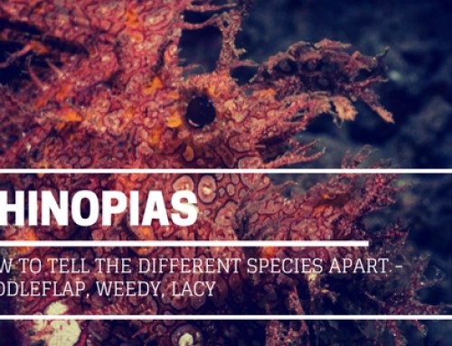 How to Tell the Different Rhinopias Species apart – Paddleflap, Weedy, Lacy